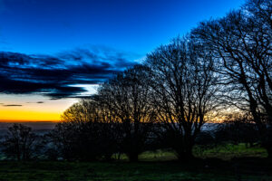 Quantock Trees