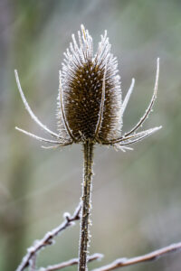 Frosty Teasel