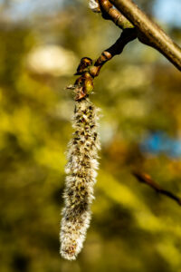 Catkin