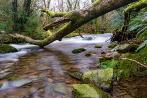 Horner Woods