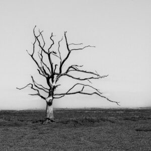 Tree on Porlock Marsh